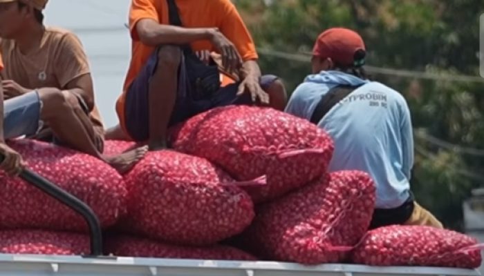 Berdayakan Ekonomi Desa, KDKMP di Nganjuk Serap Bawang Petani di Atas Harga Pasar